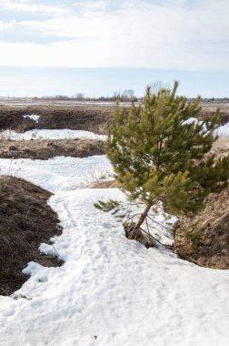 Bahar çam ormanı. Nehir buz. bahar mevsimi. Bahar, Bahar, springtide, birinci sınıf. sezon sonra kış ve yaz önce hangi bitki örtüsü gelmeye başladı, 