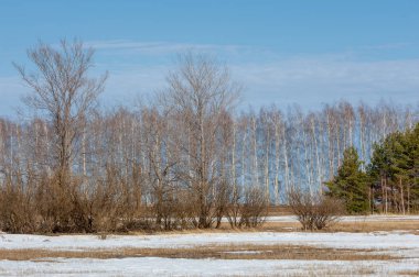 Alanını bahar. son kar. çam ağacı. Bahar, springtide, birinci sınıf