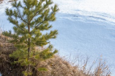 Alanını bahar. son kar. çam ağacı. Bahar, springtide, birinci sınıf