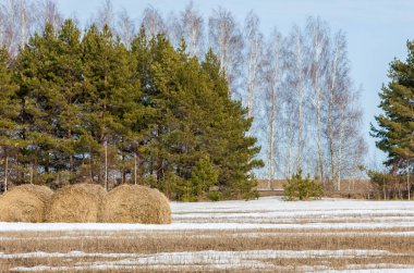 Alanını bahar. son kar. çam ağacı. Bahar, springtide, birinci sınıf