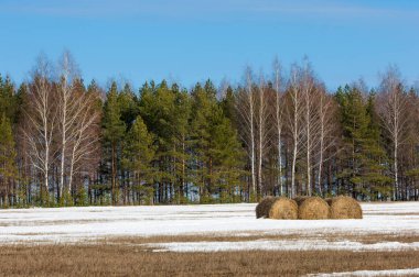 Alanını bahar. son kar. çam ağacı. Bahar, springtide, birinci sınıf