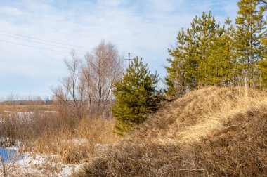 Alanını bahar. son kar. çam ağacı. Bahar, springtide, birinci sınıf