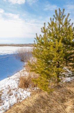 Alanını bahar. son kar. çam ağacı. Bahar, springtide, birinci sınıf