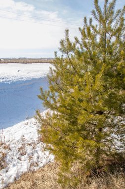 Alanını bahar. son kar. çam ağacı. Bahar, springtide, birinci sınıf