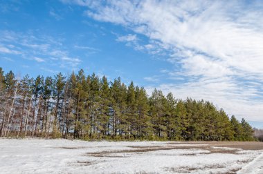 Alanını bahar. son kar. çam ağacı. Bahar, springtide, birinci sınıf