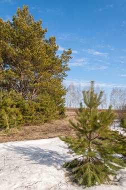 Alanını bahar. son kar. çam ağacı. Bahar, springtide, birinci sınıf