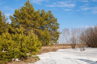 Alanını bahar. son kar. çam ağacı. Bahar, springtide, birinci sınıf
