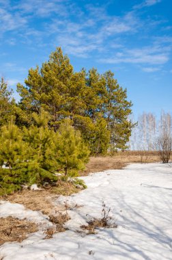Alanını bahar. son kar. çam ağacı. Bahar, springtide, birinci sınıf