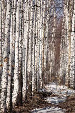 Orman erken ilkbaharda huş ağacı. Erken Bahar orman. ilk sıcak gün