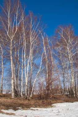Orman erken ilkbaharda huş ağacı. Erken Bahar orman. ilk sıcak gün