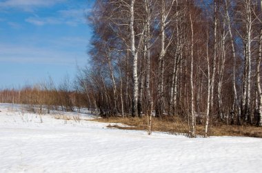 Orman erken ilkbaharda huş ağacı. Erken Bahar orman. ilk sıcak gün