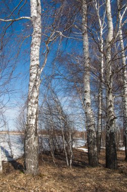 Orman erken ilkbaharda huş ağacı. Erken Bahar orman. ilk sıcak gün