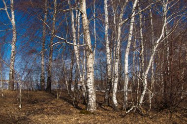 Orman erken ilkbaharda huş ağacı. Erken Bahar orman. ilk sıcak gün