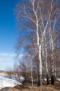 Orman erken ilkbaharda huş ağacı. Erken Bahar orman. ilk sıcak gün