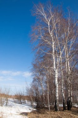 Orman erken ilkbaharda huş ağacı. Erken Bahar orman. ilk sıcak gün