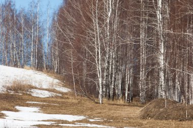 Orman erken ilkbaharda huş ağacı. Erken Bahar orman. ilk sıcak gün