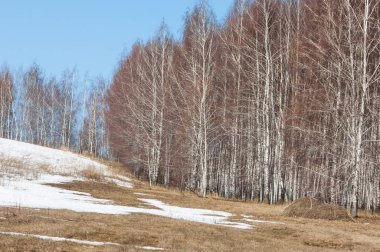 Orman erken ilkbaharda huş ağacı. Erken Bahar orman. ilk sıcak gün