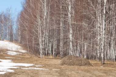 Orman erken ilkbaharda huş ağacı. Erken Bahar orman. ilk sıcak gün