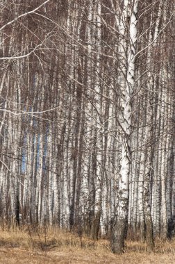 Orman erken ilkbaharda huş ağacı. Erken Bahar orman. ilk sıcak gün