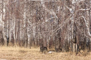 Orman erken ilkbaharda huş ağacı. Erken Bahar orman. ilk sıcak gün