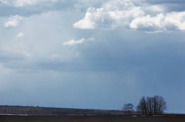 Willow arılar tarafından tozlaşma