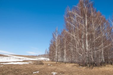 Orman erken ilkbaharda huş ağacı. Erken Bahar orman. ilk sıcak gün