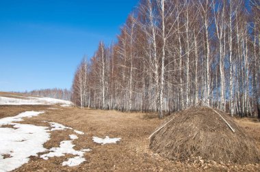 Orman erken ilkbaharda huş ağacı. Erken Bahar orman. ilk sıcak gün