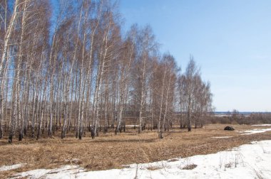 Orman erken ilkbaharda huş ağacı. Erken Bahar orman. ilk sıcak gün