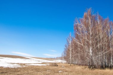 Orman erken ilkbaharda huş ağacı. Erken Bahar orman. ilk sıcak gün