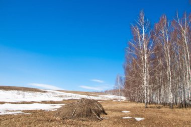 Orman erken ilkbaharda huş ağacı. Erken Bahar orman. ilk sıcak gün
