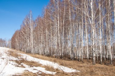 Orman erken ilkbaharda huş ağacı. Erken Bahar orman. ilk sıcak gün
