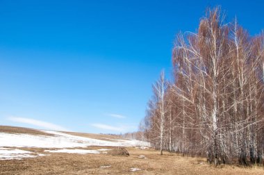Orman erken ilkbaharda huş ağacı. Erken Bahar orman. ilk sıcak gün