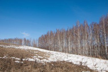 Orman erken ilkbaharda huş ağacı. Erken Bahar orman. ilk sıcak gün