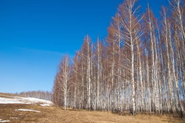 Orman erken ilkbaharda huş ağacı. Erken Bahar orman. ilk sıcak gün