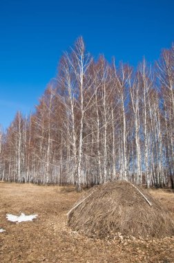 Orman erken ilkbaharda huş ağacı. Erken Bahar orman. ilk sıcak gün