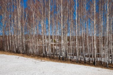 Orman erken ilkbaharda huş ağacı. Erken Bahar orman. ilk sıcak gün