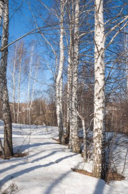 Orman erken ilkbaharda huş ağacı. Erken Bahar orman. ilk sıcak gün