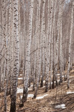Orman erken ilkbaharda huş ağacı. Erken Bahar orman. ilk sıcak gün