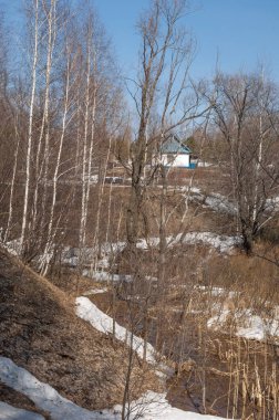 Orman erken ilkbaharda huş ağacı. Erken Bahar orman. ilk sıcak gün