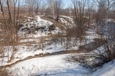 Orman erken ilkbaharda huş ağacı. Erken Bahar orman. ilk sıcak gün