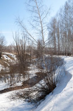 Orman erken ilkbaharda huş ağacı. Erken Bahar orman. ilk sıcak gün