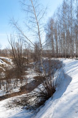 Orman erken ilkbaharda huş ağacı. Erken Bahar orman. ilk sıcak gün