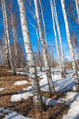 Orman erken ilkbaharda huş ağacı. Erken Bahar orman. ilk sıcak gün