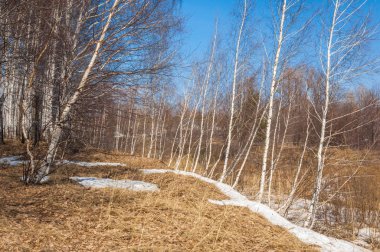 Orman erken ilkbaharda huş ağacı. Erken Bahar orman. ilk sıcak gün