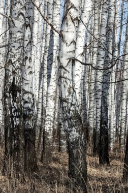 Orman erken ilkbaharda huş ağacı. Erken Bahar orman. ilk sıcak gün