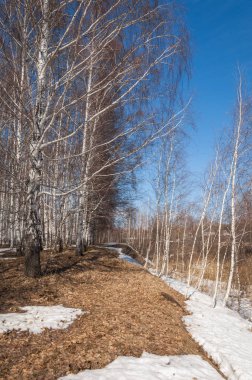Orman erken ilkbaharda huş ağacı. Erken Bahar orman. ilk sıcak gün