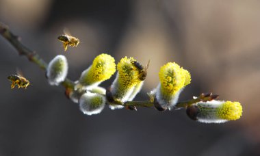 Willow arılar tarafından tozlaşma