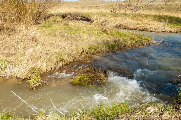willow, Tien Shan eteklerinde büyüyen sahilde bahar creek