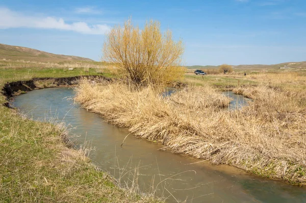 willow, Tien Shan eteklerinde büyüyen sahilde bahar creek