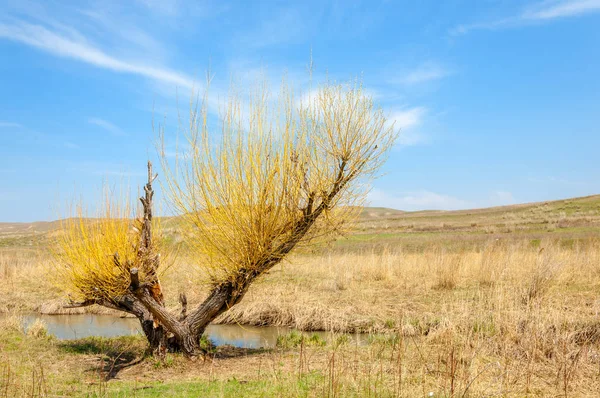 willow, Tien Shan eteklerinde büyüyen sahilde bahar creek
